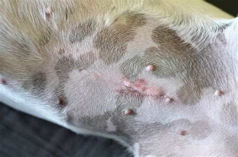 dog spay incision leaking fluid|Infected Dog Spay Incision Healing Process: How to。